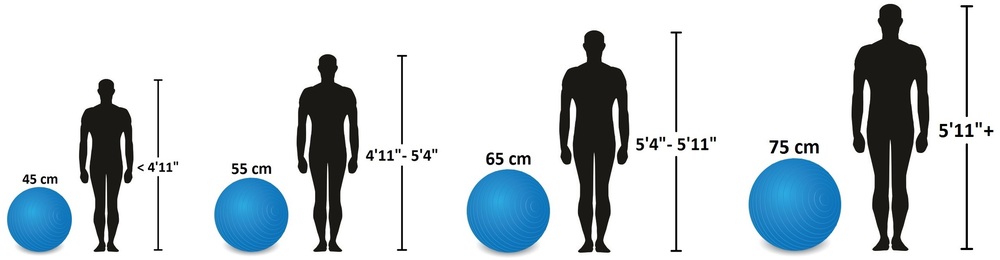 Fig 8 Stability ball size guideimage src Homegymr
